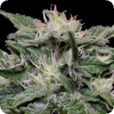 Don Avalanche Cannabis Seeds Don Blueberry Auto
