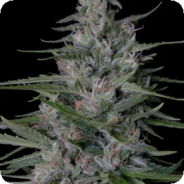 Don  Avalanche  Cannabis  Seeds  Don  Bruce  Banner