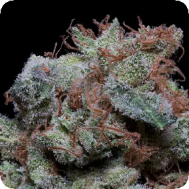 Don  Avalanche  Cannabis  Seeds  Don  Cherrypie