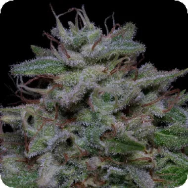 Don  Avalanche  Cannabis  Seeds  Don  Dosiglue