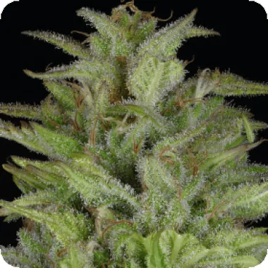 Don Avalanche Cannabis Seeds Don Gelato Auto