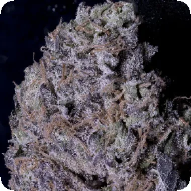 Don  Avalanche  Cannabis  Seeds  Don  Gelato