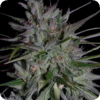 Don  Avalanche  Cannabis  Seeds  Don  Girl  Scout  Cookies