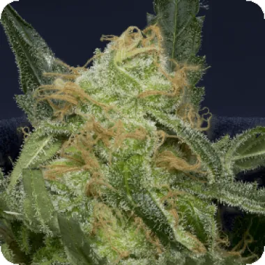 Don Avalanche Cannabis Seeds Don Gorilla Glue Auto
