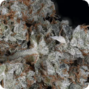 Don  Avalanche  Cannabis  Seeds  Don  Gorilla  Glue