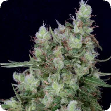 Don  Avalanche  Cannabis  Seeds  Don  Grateful  Chemdawg