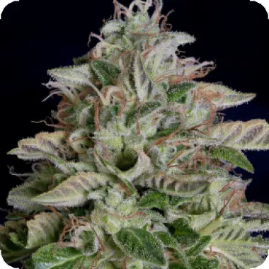 Don  Avalanche  Cannabis  Seeds  Don  Megalodon