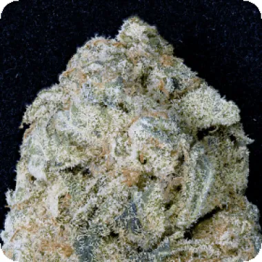 Don  Avalanche  Cannabis  Seeds  Don  Og  Kush