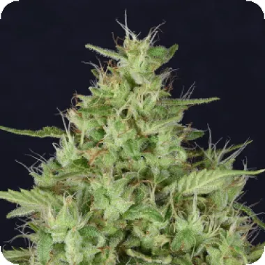 Don  Avalanche  Cannabis  Seeds  Don  Star  Dawg