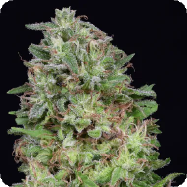 Don  Avalanche  Cannabis  Seeds  Don  White  Widow