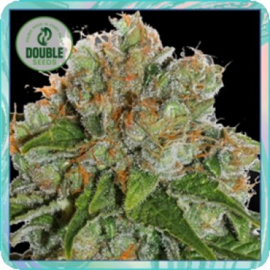 Double  Cannabis  Seeds  Amnesia  Auto