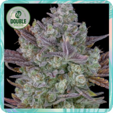 Double  Cannabis  Seeds  Auto  Gorilla  Cookies
