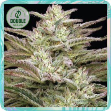 Double  Cannabis  Seeds  Auto  Jelly  Donutz