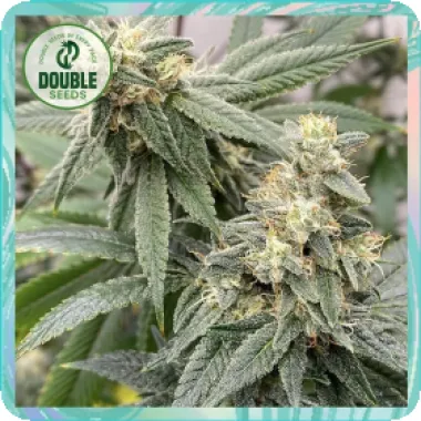 Double  Cannabis  Seeds  Banana  Glue