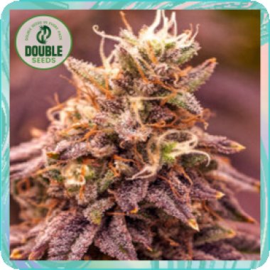 Double  Cannabis  Seeds  Berry  Moonrocks  Xl