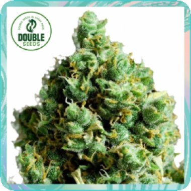 Double  Cannabis  Seeds  Big  Bud  Auto
