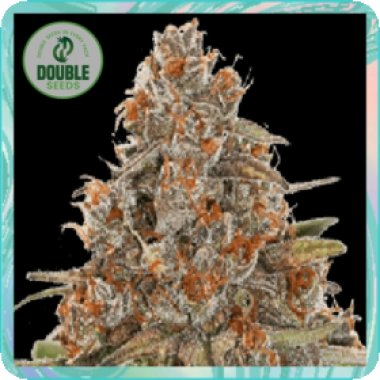 Double  Cannabis  Seeds  Blackberry  Gum  Auto