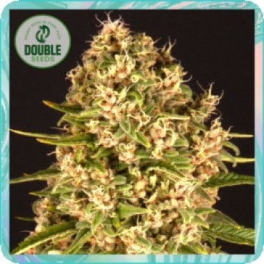 Double  Cannabis  Seeds  Blue  Cheese