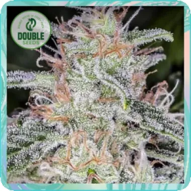 Double  Cannabis  Seeds  Blue  Dream  Auto