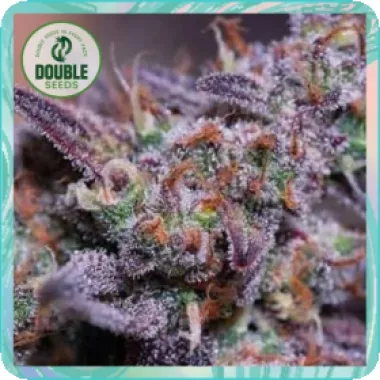 Double  Cannabis  Seeds  Blue  Kush