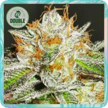 Double  Cannabis  Seeds  Bruce  Banner