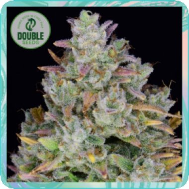 Double  Cannabis  Seeds  Gelato  Auto