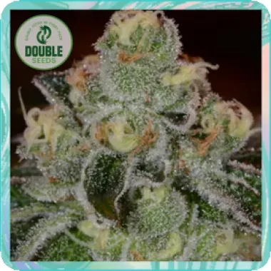 Double  Cannabis  Seeds  Girl  Scout  Cookies  Auto