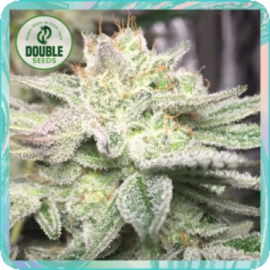 Double  Cannabis  Seeds  Gorilla  Glue  Auto