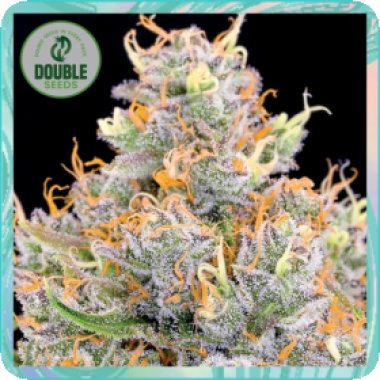 Double  Cannabis  Seeds  Gorilla  Glue  X  Starfighter