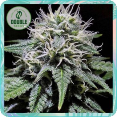 Double  Cannabis  Seeds  Gorilla  Zkittlez