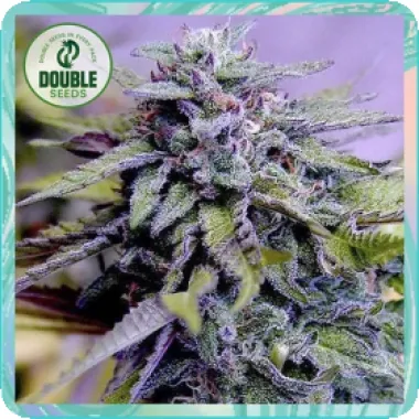 Double  Cannabis  Seeds  Grandaddy  Purple