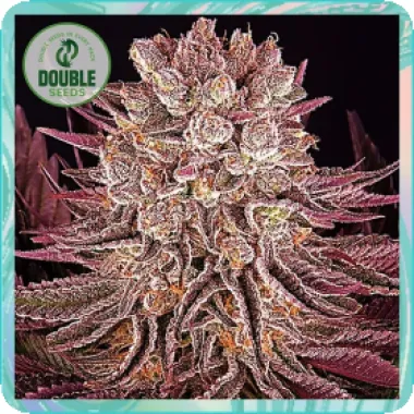 Double  Cannabis  Seeds  Mimosa  X  Orange  Punch