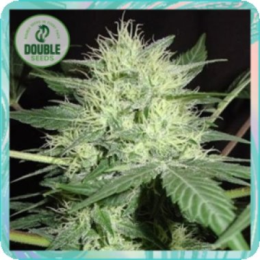Double  Cannabis  Seeds  Northern  Lights  Auto