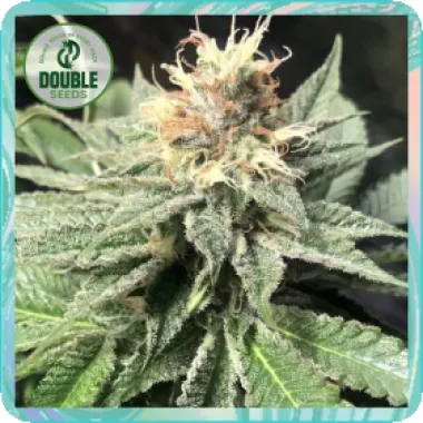 Double  Cannabis  Seeds  Quick  Bud