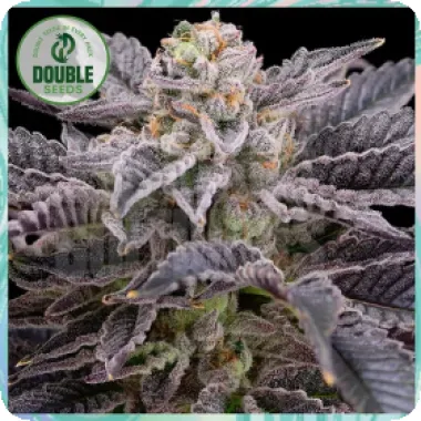 Double  Cannabis  Seeds  Rs11