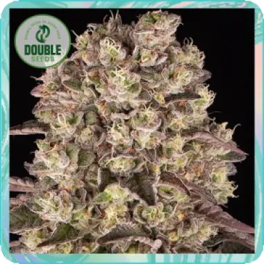 Double  Cannabis  Seeds  Runtz