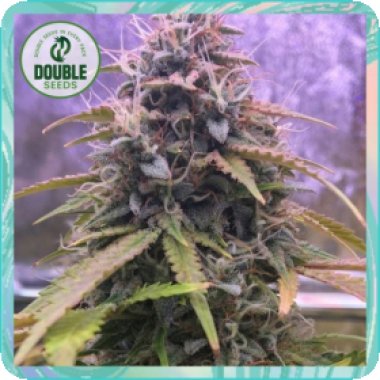 Double  Cannabis  Seeds  Stardawg  Auto