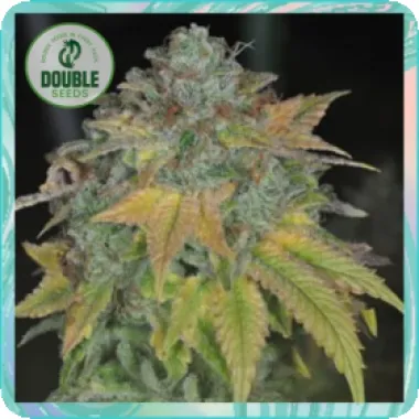 Double  Cannabis  Seeds  Stardawg