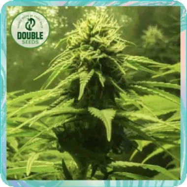 Double  Cannabis  Seeds  The  Bulk