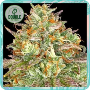 Double  Cannabis  Seeds  Wedding  Cake