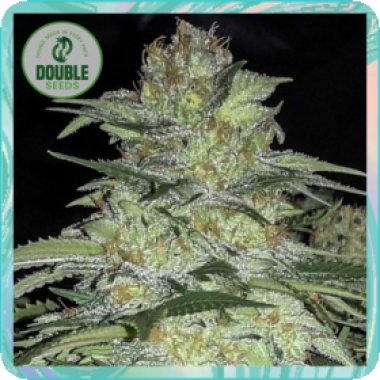 Double  Cannabis  Seeds  White  Widow  X  Big  Bud