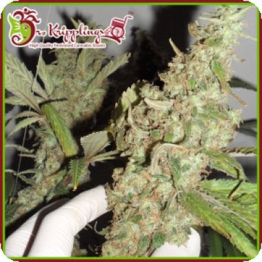 Dr Krippling Cannabis Seeds Afghan Cow