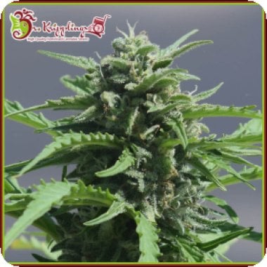 Dr Krippling Cannabis Seeds Banana Rapids