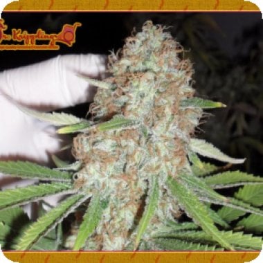 Dr Krippling Cannabis Seeds Blue Kripple