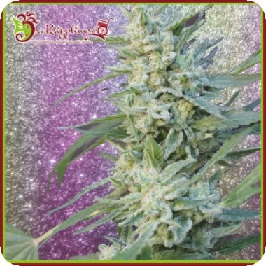 Dr Krippling Cannabis Seeds Blueberry Pot Tart