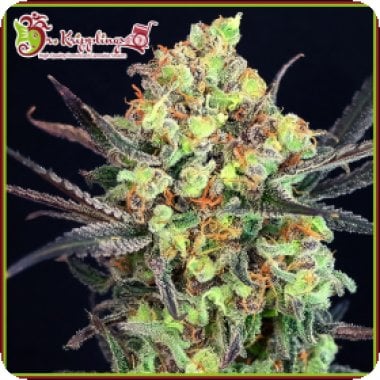 Dr  Krippling  Cannabis  Seeds  Break  Neck  Larry