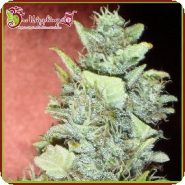 Dr  Krippling  Cannabis  Seeds  Bubba  Gum  Auto