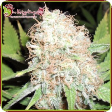 Dr Krippling Cannabis Seeds Bud Bud Bling Tingz