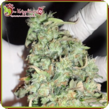 Dr Krippling Cannabis Seeds Buzz Light Gear