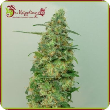 Dr Krippling Cannabis Seeds Chemdog Millionaire